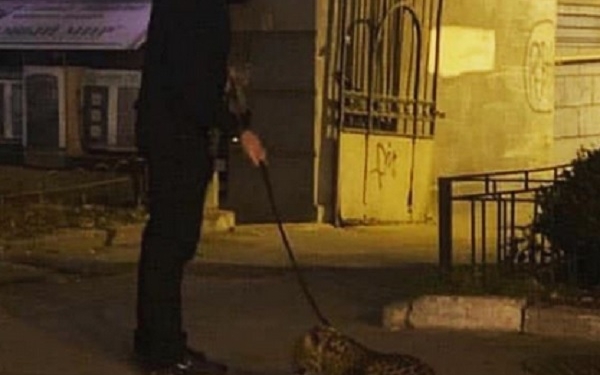 В Киеве мужчина  выгуливал леопарда на поводке (ФОТО)