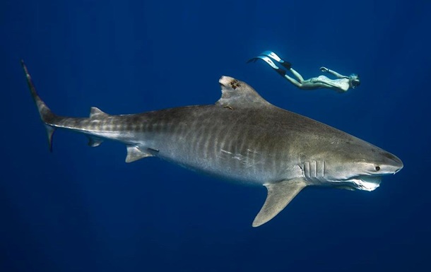 Дайвер, плавающая с гигантской белой акулой, потрясла Сеть (ВИДЕО)