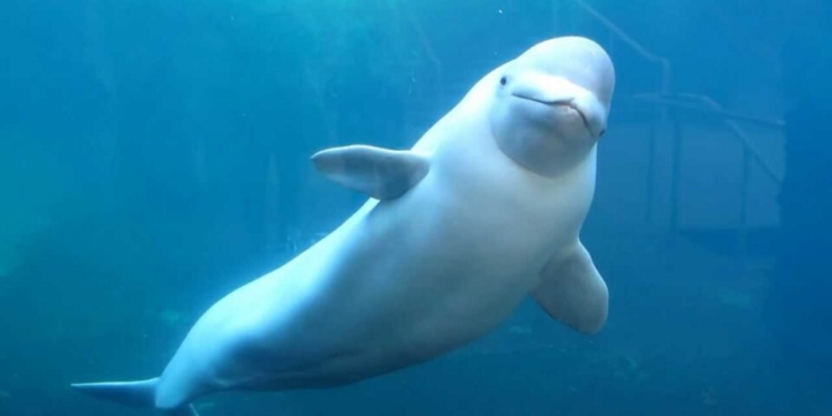 Кит-белуха сыграла с моряками в регби в Арктике (ВИДЕО)