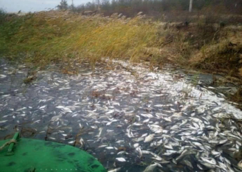 Названа причина массового мора рыбы в Херсонском карьере