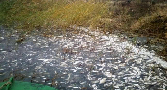 Названа причина массового мора рыбы в Херсонском карьере