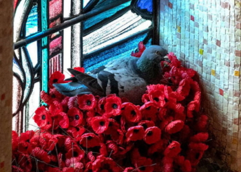 Голубь-эстет стал новой звездой Сети (ФОТО)