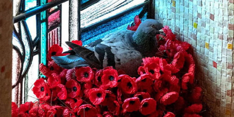 Голубь-эстет стал новой звездой Сети (ФОТО)