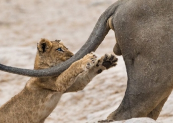 Названы самые смешные фотографии диких животных этого года (ФОТО)