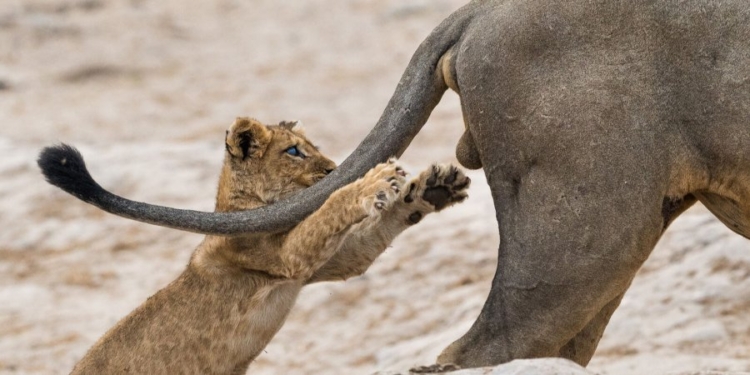 Названы самые смешные фотографии диких животных этого года (ФОТО)