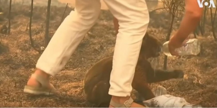 В Австралии женщина героически спасла коалу от лесного пожара (ВИДЕО)