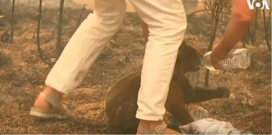 В Австралии женщина героически спасла коалу от лесного пожара (ВИДЕО) 1