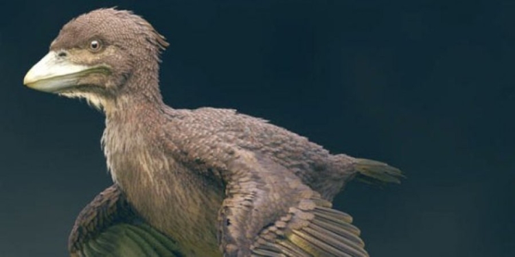 Голубь юрского периода. В Японии нашли кости одной из первых в мире птиц