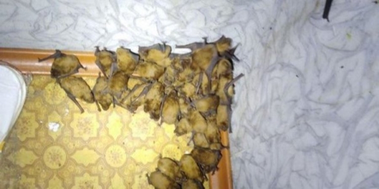 У киевлянина на балконе поселились 120 летучих мышей