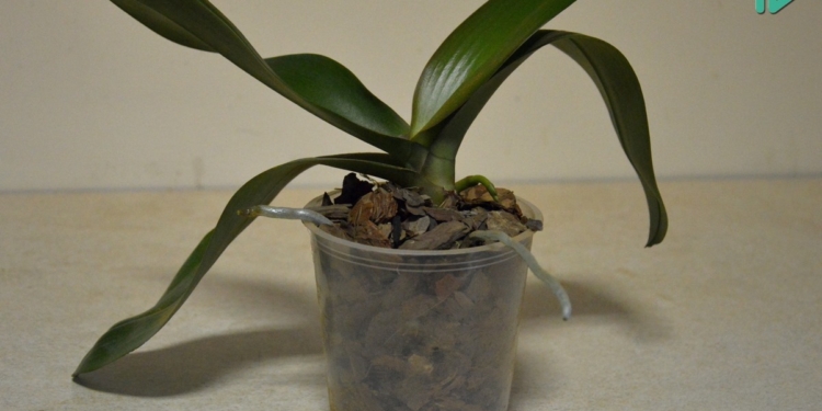 Делай с нами. Омолаживаем орхидею –  легко и просто! (ВИДЕО)