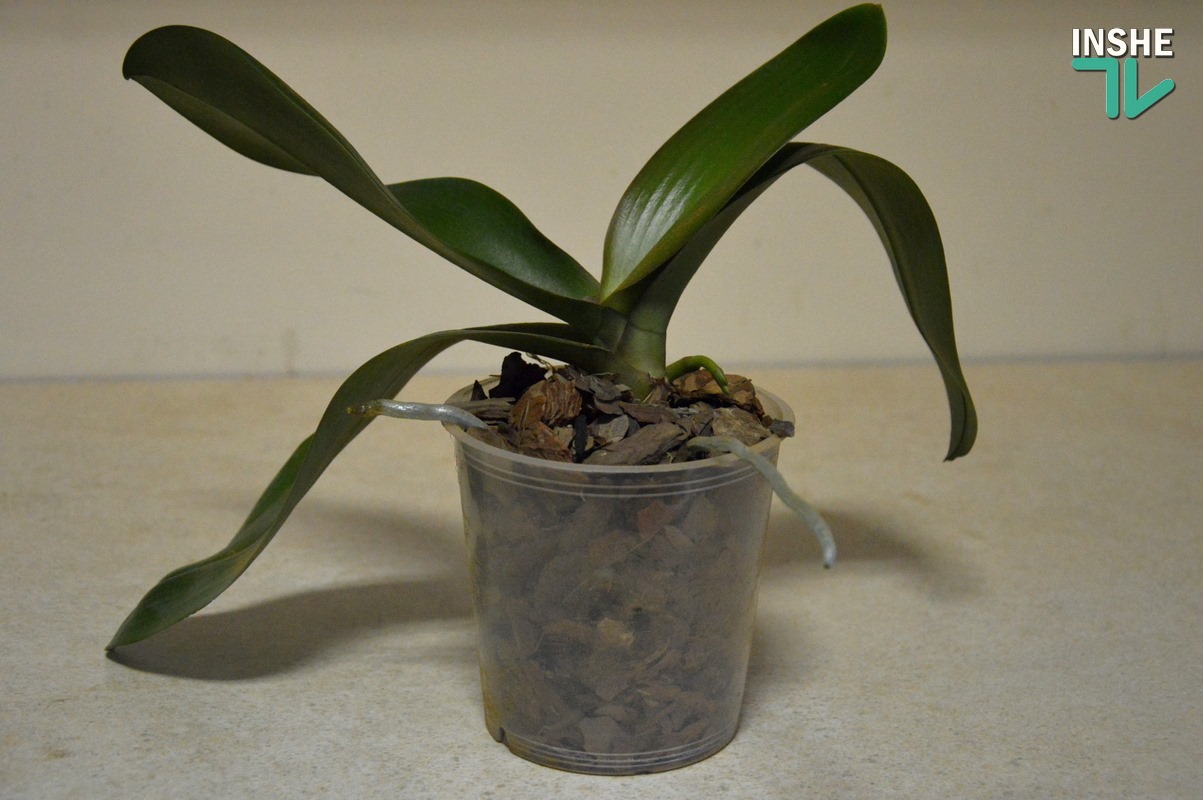 Делай с нами. Омолаживаем орхидею –  легко и просто! (ВИДЕО)