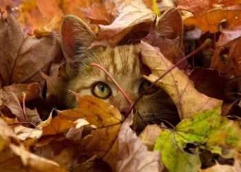 Завтра в Украине без осадков, температура до +8