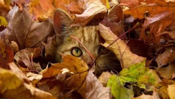 Завтра в Украине без осадков, температура до +8