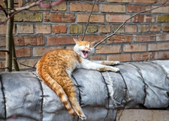 Завтра в Украине без осадков, температура до +4