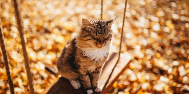 Завтра в Украине без осадков, температура до +8