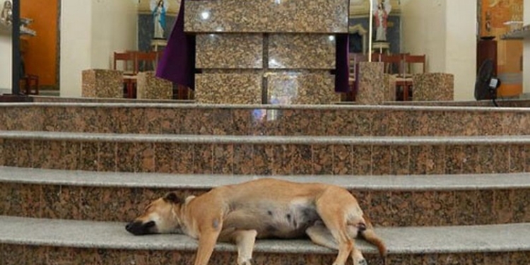 В Бразилии есть церковь, куда приходят бездомные собаки, чтобы найти себе новых хозяев (ФОТО)