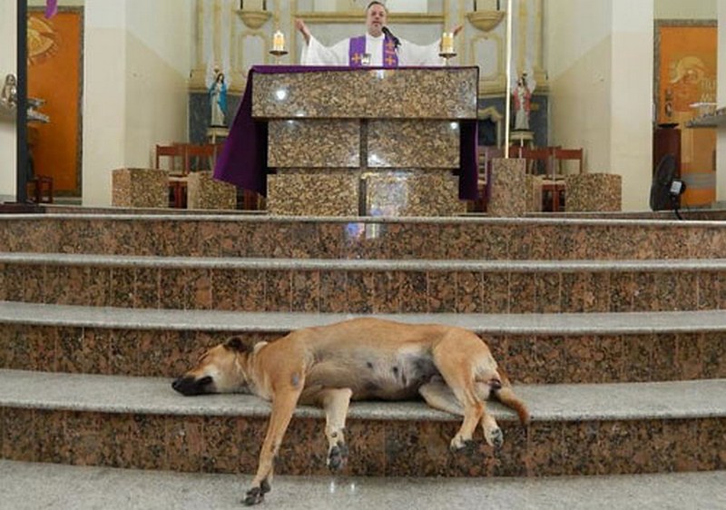 В Бразилии есть церковь, куда приходят бездомные собаки, чтобы найти себе новых хозяев (ФОТО) 17