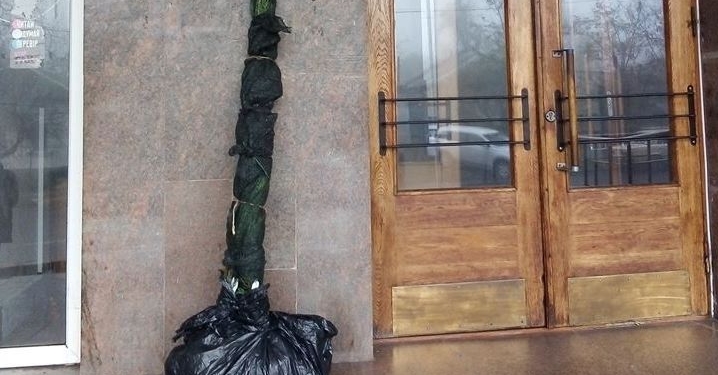 Николаевской «Могилянке» ночью вернули два украденных несколько дней назад дерева (ФОТО)