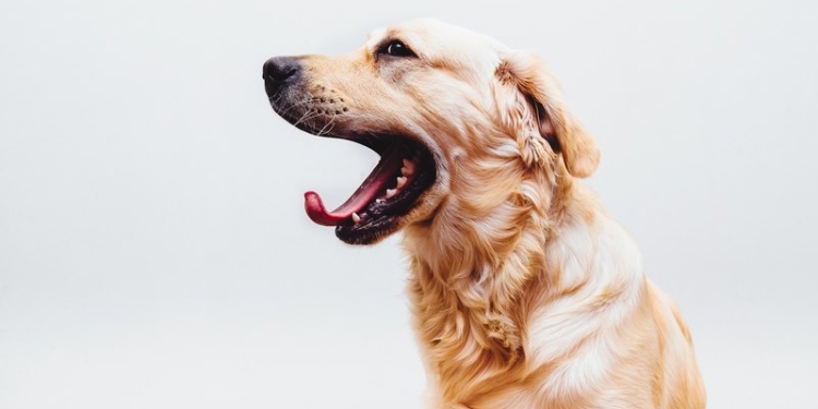 7 заболеваний, о которых говорит слишком частая зевота