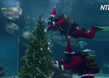 Говорят, им нравится: в Будапештском океанариуме установили елку для акул (ВИДЕО)