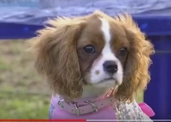 В Нигерии впервые прошел собачий карнавал (ВИДЕО)