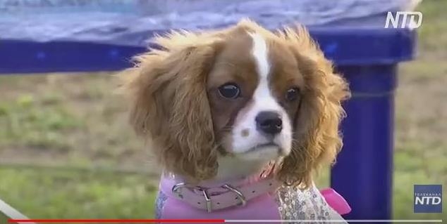 В Нигерии впервые прошел собачий карнавал (ВИДЕО)