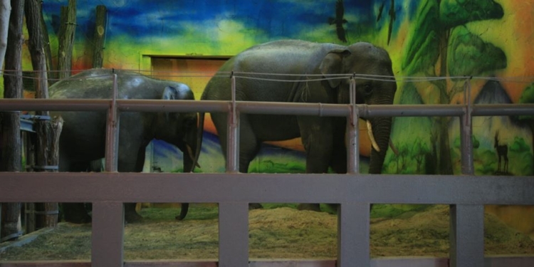 Подружились: в Николаевском зоопарке соединили слонов в одном вольере (ФОТО, ВИДЕО)