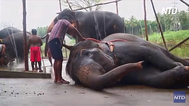 В Индии у храмовых слонов будут полуторамесячные каникулы в специальном лагере (ВИДЕО) 1