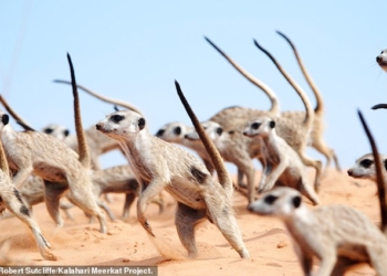 Чтобы напугать противников и защитить свою территорию, сурикаты исполняют «танец войны» (ВИДЕО)