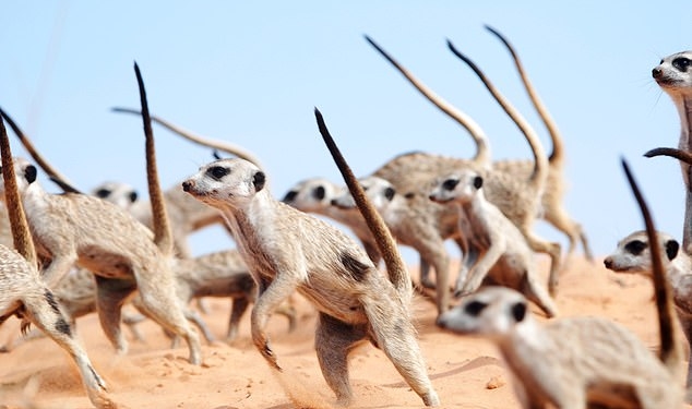 Чтобы напугать противников и защитить свою территорию, сурикаты исполняют «танец войны» (ВИДЕО)