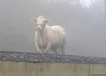В Германии беременная корова на несколько часов остановила движение поездов