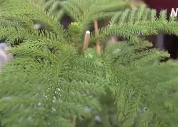 В Иерусалиме Санта на верблюде раздавал всем желающим араукарии (ВИДЕО)