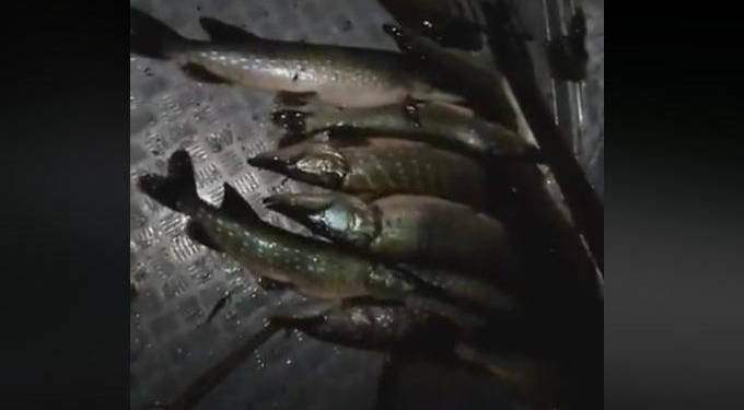 Николаевский рыбоохранный патруль поймал браконьера, острогой набившего 17 кг рыбы (ВИДЕО)