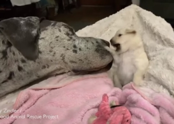 Нежнее трудно представить: дружба щенка чихуахуа с огромным датским догом (ВИДЕО)