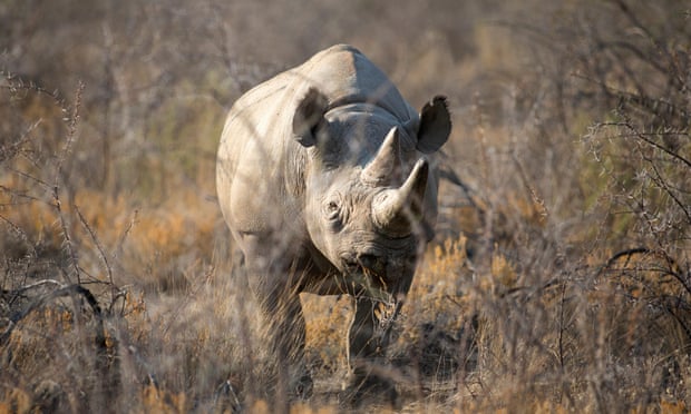 В заповеднике Танзании 27 декабря умер самый старый черный носорог - 57-летняя самка по имени Фауста 1