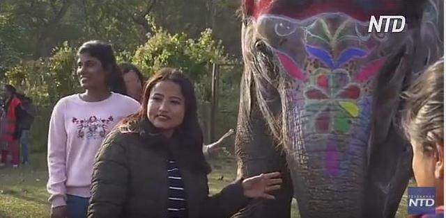 В Непале выбрали самого красивого слона (ВИДЕО)