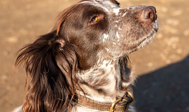 В Великобритании Королевское общество защиты птиц наймет собаку, чтобы защитить морских птиц от крыс