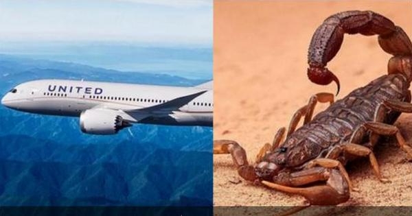 В США женщину на борту самолета ужалил скорпион