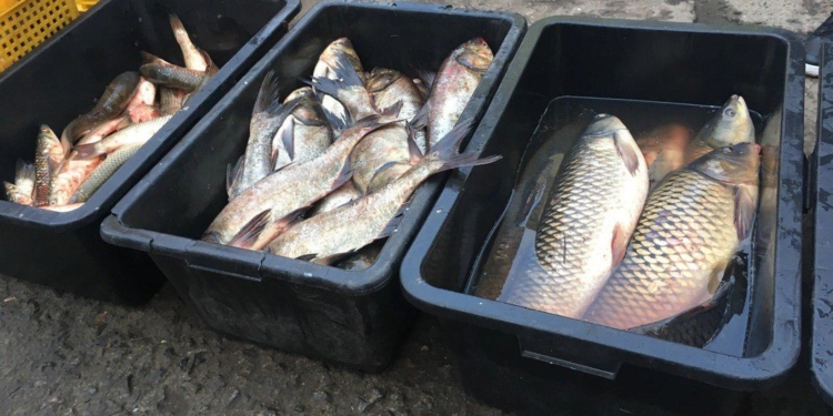На рынках Первомайска Николаевский рыбоохранный патруль изъял свыше 200 кг рыбы без документов (ФОТО, ВИДЕО)
