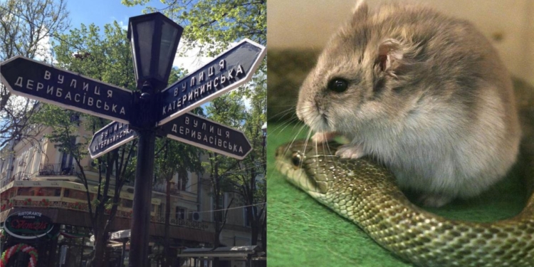 В Одессе загадочно исчез американец: сбежал из гостиницы, где его беспокоили змеи и хомяки