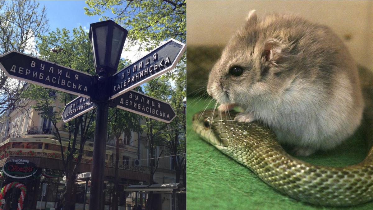 В Одессе загадочно исчез американец: сбежал из гостиницы, где его беспокоили змеи и хомяки