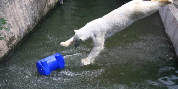 Зверушки любят игрушки: Николаевский зоопарк просит помочь обогатить среду обитания их подопечных (ФОТО)