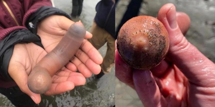 Побережье Калифорнии усеяно рыбами-пенисами (ФОТО)