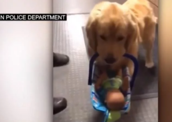 В США пес воровал у полицейских рождественские подарки (ВИДЕО)