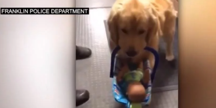 В США пес воровал у полицейских рождественские подарки (ВИДЕО)