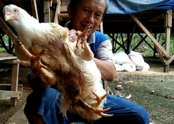 В Индонезии нашли курицу с четырьмя ногами