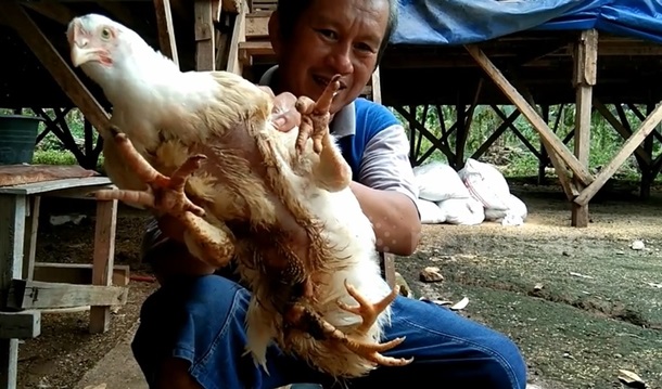 В Индонезии нашли курицу с четырьмя ногами 1