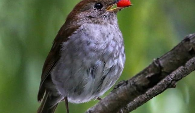 Певчие птицы уменьшились из-за глобального потепления