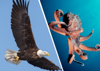 Щупальца против когтей: рыбаки сняли  видео схватки орлана и осьминога