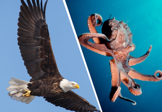 Щупальца против когтей: рыбаки сняли  видео схватки орлана и осьминога